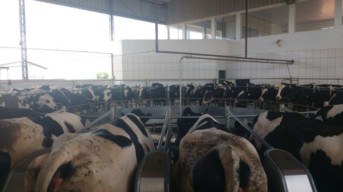 Imagem do dia - Produção de leite na Fazenda Três Pontas em Presidente Olegário (MG), com média de 20 mil litros de leite por dia
