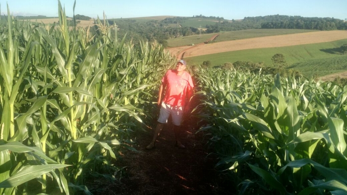 Imagem do dia - Lavoura de milho safrinha em Xanxerê (SC), do produtor Dorival da Silva