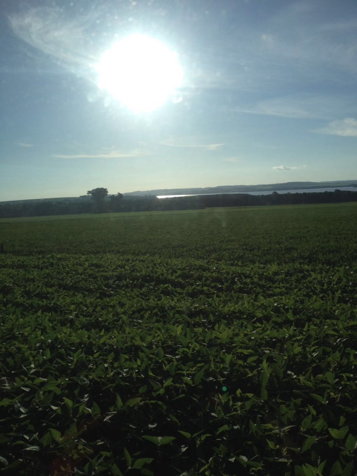 Imagem do dia - Lavoura de soja em Mercedes (PR), da família Zanelato