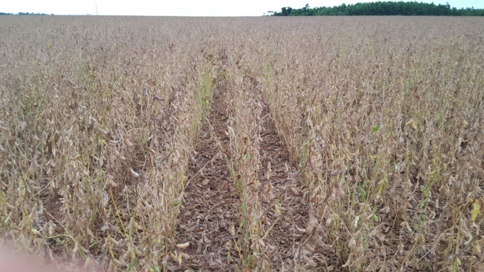 Imagem do dia - Último dia de colheita em San Alberto (PY), do produtor Elson Eduardo Teixeira