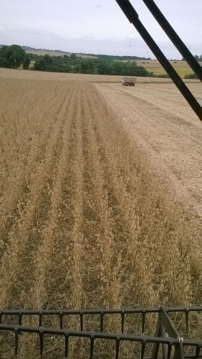 Imagem do dia - Fim da colheita de soja em Catuípe (RS). Enviada pelo produtor rural Roque Kapp