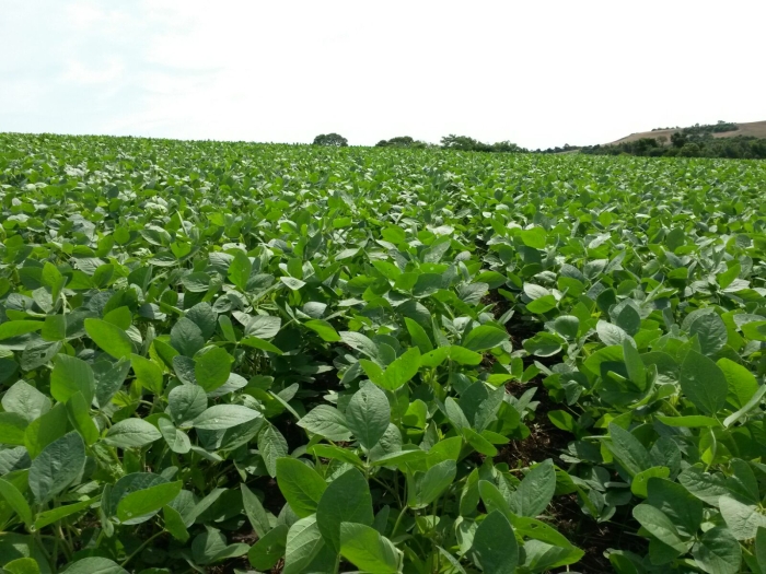 Imagem do dia - Lavoura de soja em Ronda Alta (RS). Imagem do Engenheiro Agrônomo Dionatan Borba