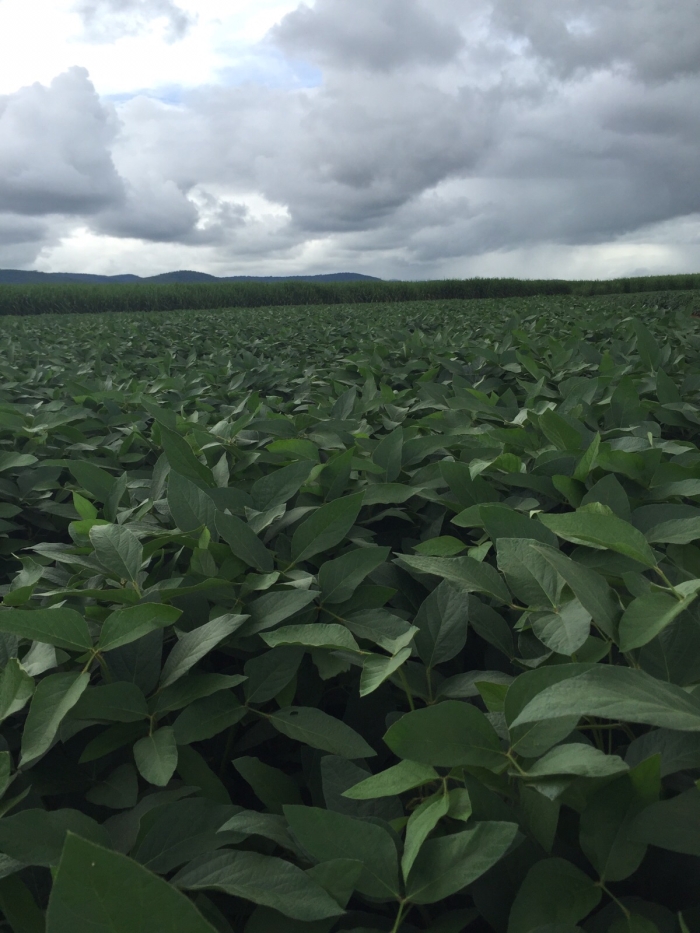 Imagem do dia - Lavoura de soja em Goianésia (GO), do produtor Erasmo Gonçalves Rosa