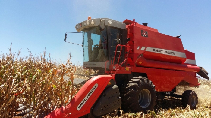 Imagem do dia - Colheita de milho em Pranchita (PR), do produtor Flávio Irber. Enviado por João Pedro
