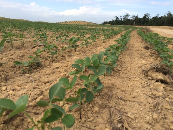 Imagem do dia - Plantio de soja em Paragominas (PA), do produtor Renan Busnello. Eviado pelo Engenheiro Agrônomo Paulo Henrique
