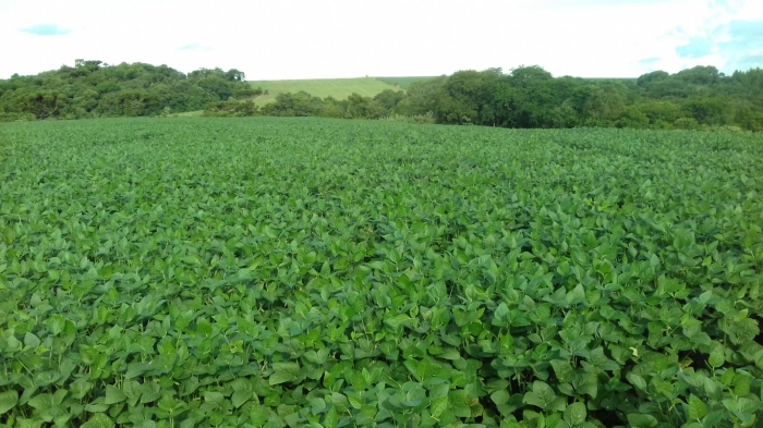Imagem do dia - Lavoura de soja em Saldanha Marinho (RS), do produtor Jonas Horbach