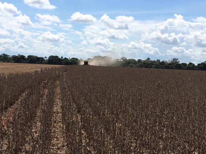 Imagem do dia - Início da colheita da soja em Rio Brilhante (MS)