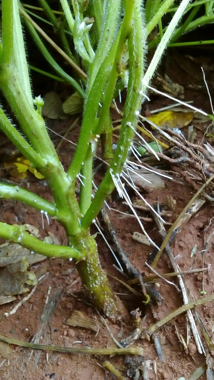 Imagem do dia - Lavoura de soja em Iraí de Minas (MG)