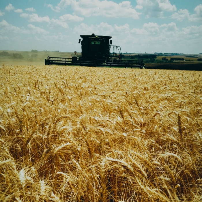 Imagem do dia - Colheita de trigo em Capão do Cipó (RS). Envio de André Boss Chaves