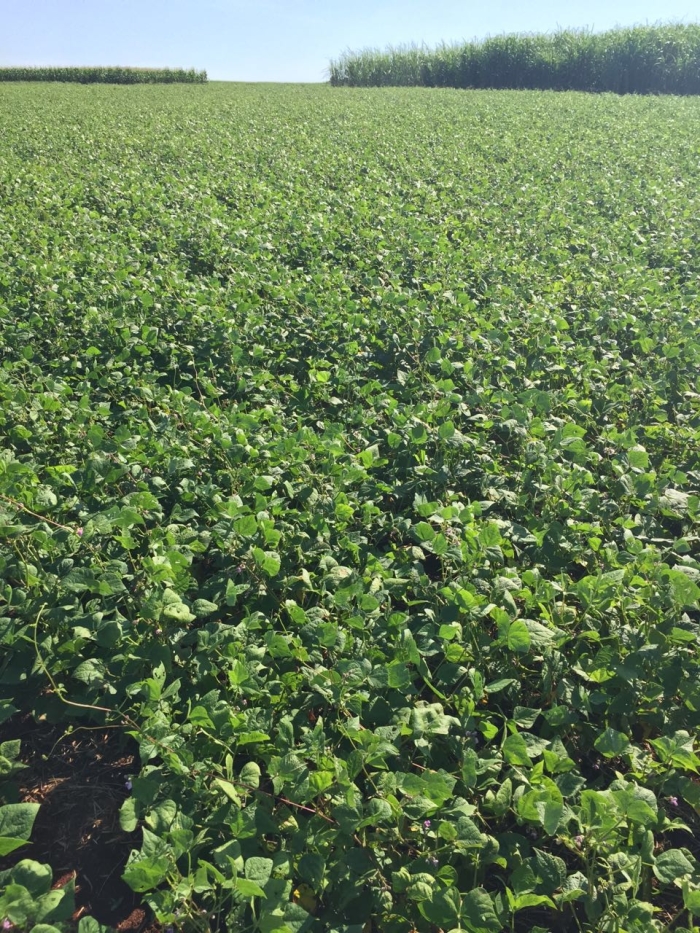 Imagem do dia - Lavoura de feijão em Santa Rita (PY), do produtor Eldo Jone