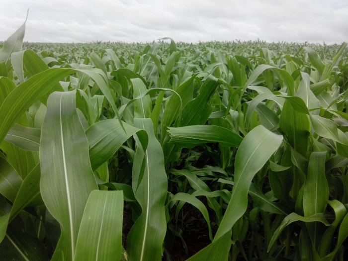 Imagem do dia - Lavoura de milho safrinha em Assis Chateaubriand (PR), do produtor Waldir Basseto