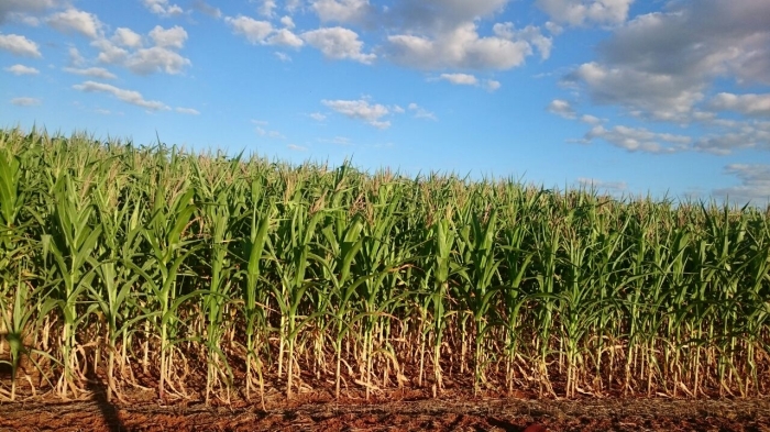 Imagem do dia - Lavoura de milho safrinha em Ipameri (GO)