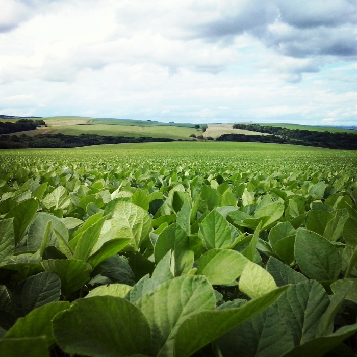 Imagem do dia - Lavoura de soja em Ibiaçá (RS). Enviado pelo Engenheiro Agrônomo Vitor Hugo Tiepo