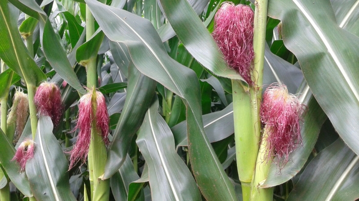 Imagem do dia - Milho safrinha em fase de floração em Nova Aurora (PR). Enviado pelo Técnico Agrícola David Clemente