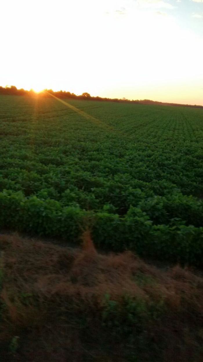 Imagem do dia - Lavoura de soja em Lagoa da Confusão (TO). Enviado por Guilherme Santaretto