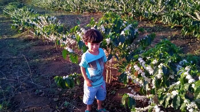 Imagem do dia - Florada do café em Raul Soares (MG), do produtor Tomires Vasconcelos