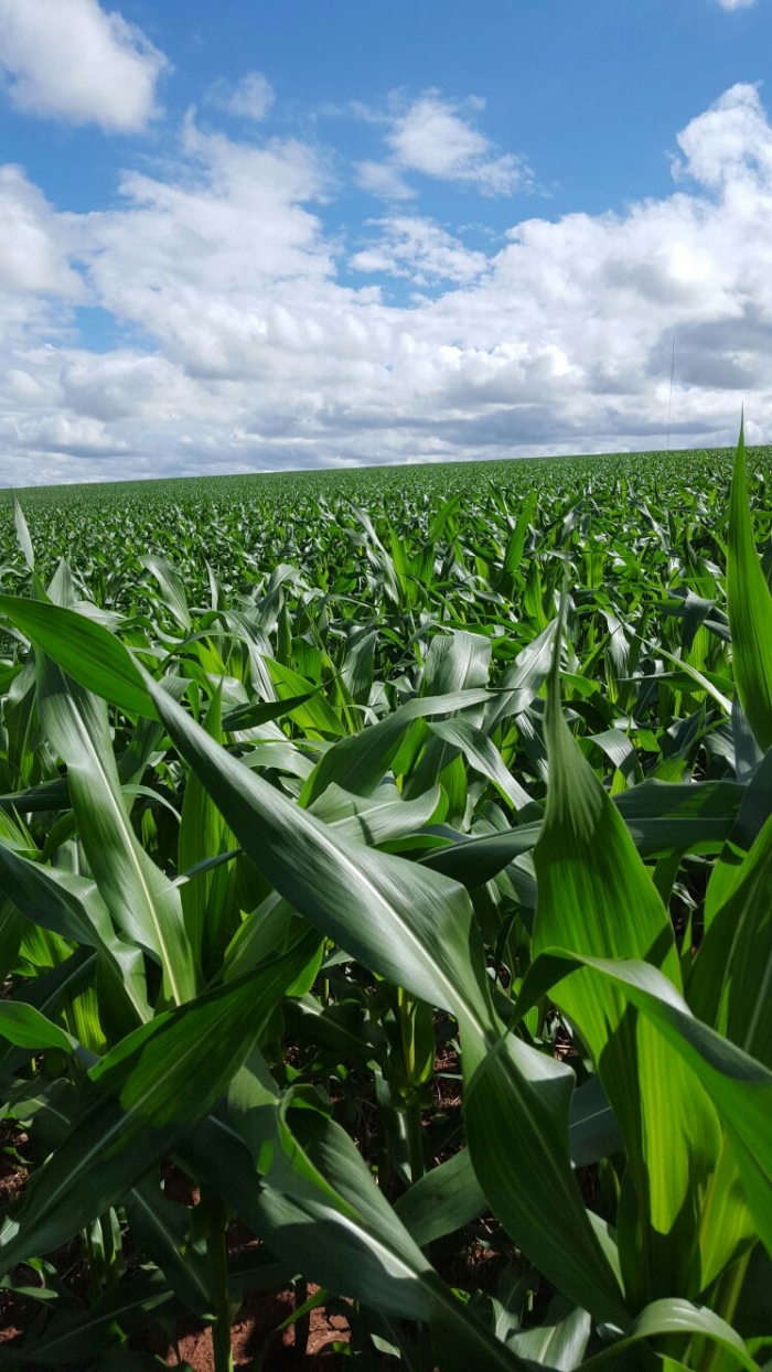 Imagem do dia - Lavoura de milho safrinha em Iporã (PR), na Fazenda Diamante