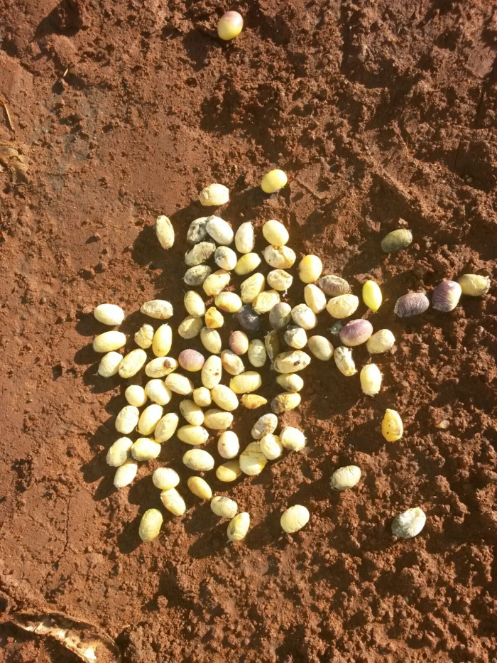 Imagem do dia - Grãos de soja em Borrazópolis (PR), após fortes chuvas na região, do produtor Paulo Batista Leite