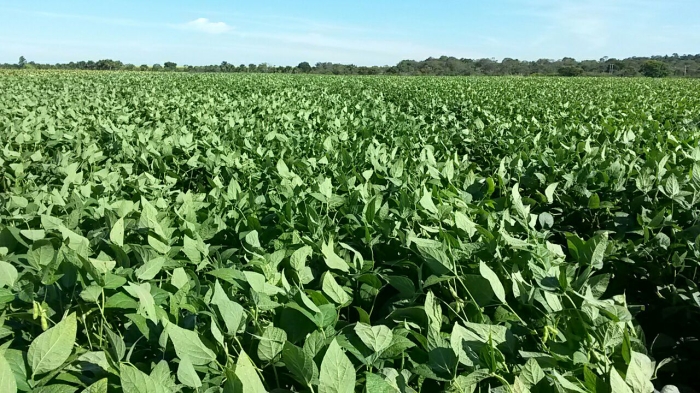 Imagem do dia - Lavoura de soja em Planaltina (GO)