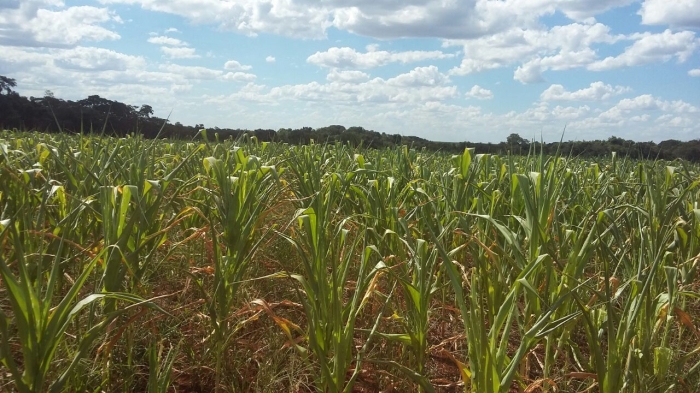 Imagem do dia - Lavoura de milho safrinha em Acreúna (GO)