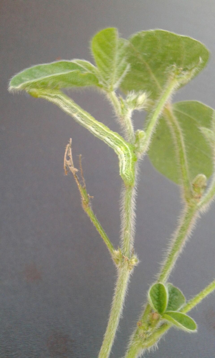 Imagem do dia - Lagarta falsa medideira em soja guaxa na lavoura de trigo, em Irunha (PY). Enviada pelo Engenheiro Agrônomo Emerson Luiz Romanha