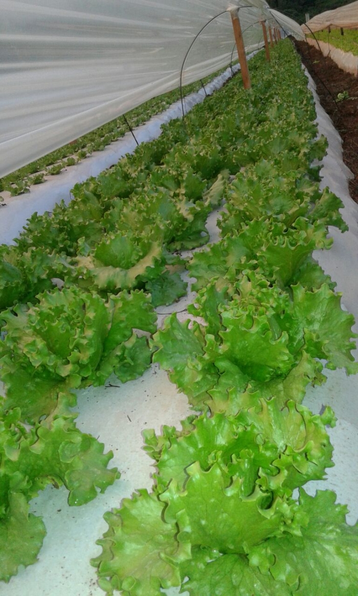 Imagem do dia - Alface americana em Áurea (RS), do produtor Vagner Przewara