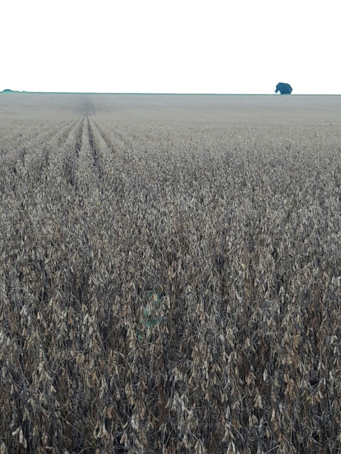 Colheita da soja em Sorriso/MT - Envio de Luimar Gemi