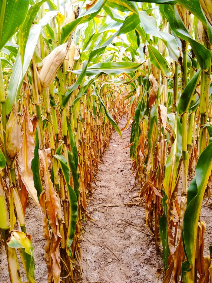 Imagem do dia - Lavoura de milho na Filadélfia, no estado norte-americano da Pensilvânia, nos Estados Unidos. Envio de Takeo Matsui