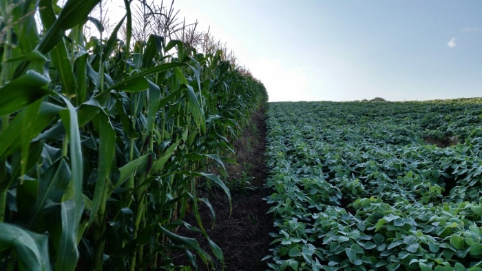 Imagem do dia - Amanhecer na propriedade de Eusébio Vicentin em Lagoa Vermelha (RS). Envio do Técnico Agrícola Everton Oliveira