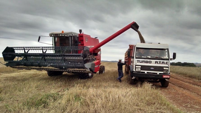 Imagem do dia - Colheita do trigo em Entre Rios do Sul (RS), da Familia Conti. Enviado por Diego Conti