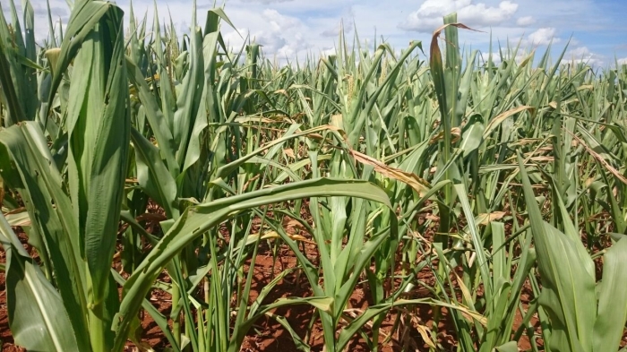 Imagem do dia - Lavoura de milho em Palmeiras de Goiás (GO), com estimativas de perdas de até 70%. Enviado por Murillo Pereira