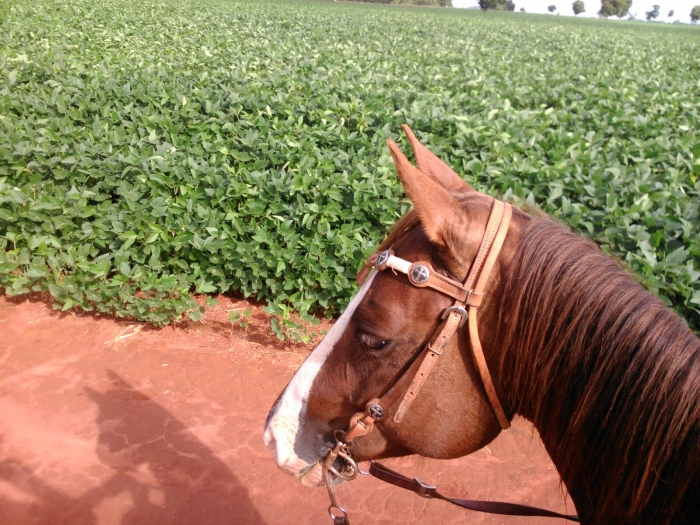 Imagem do dia - Lavoura de soja em Palmeiras de Goiás (GO), do produtor Murillo Pereira de Oliveira