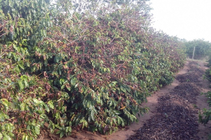 Imagem do dia - Cafezais na região de Dracena (SP), sentindo os efeitos da seca na região. Enviado por Toninho Vicentin