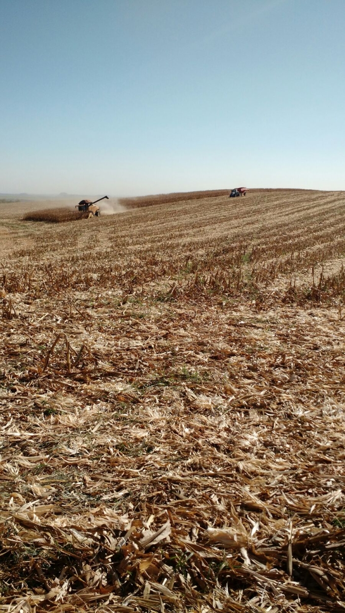 Imagem do dia - Término da colheita de milho safrinha em Chapadão do Céu (GO), do produtor Rogério Sandri