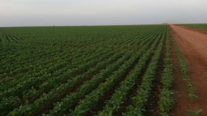 Imagem do dia - Lavoura de soja em Campo Novo do Parecis (MT), do produtor Nilson Forastieri