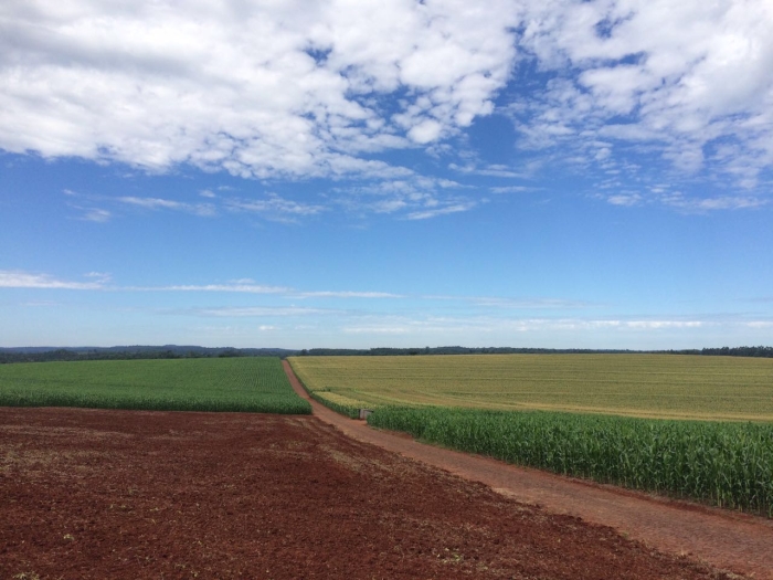 Imagem do dia - Lavoura de milho safrinha em Capanema (PR). Enviado por Rafael Minato