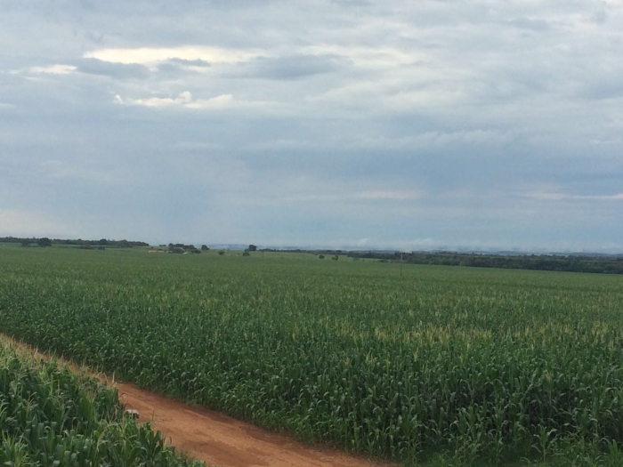 Imagem do dia - Lavoura de milho safrinha em Miranorte (TO), na Fazenda Scaramal