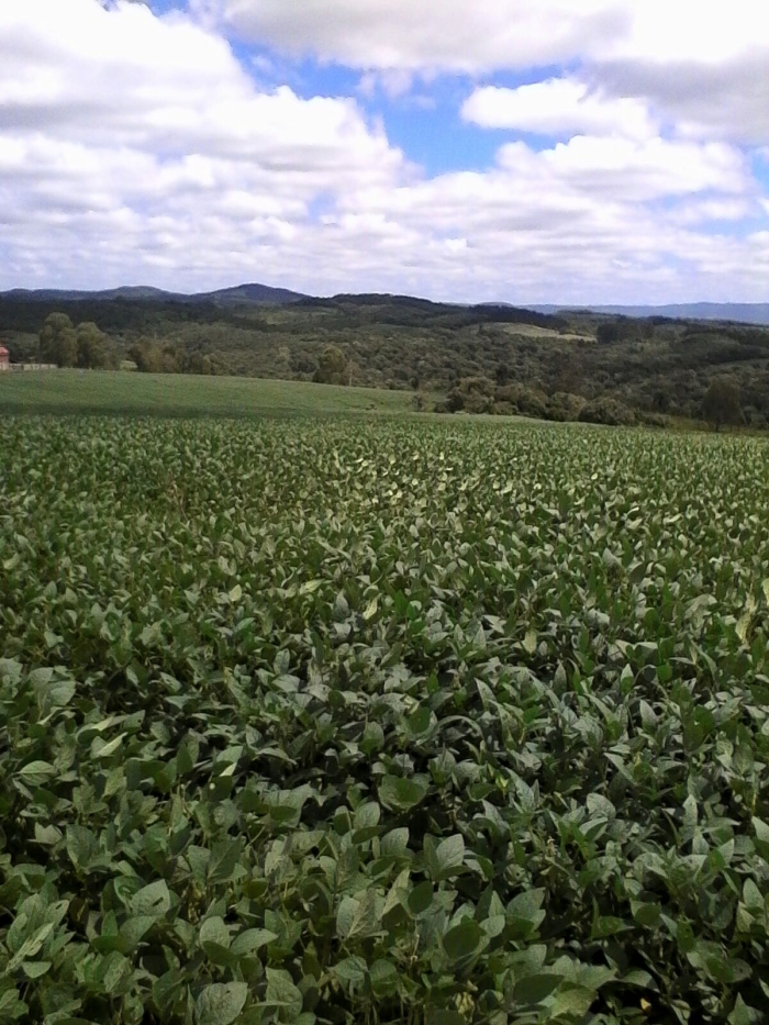 Imagem do dia - Lavoura de soja em Prudentópolis (PR), do produtor João Paulo Terlhuk