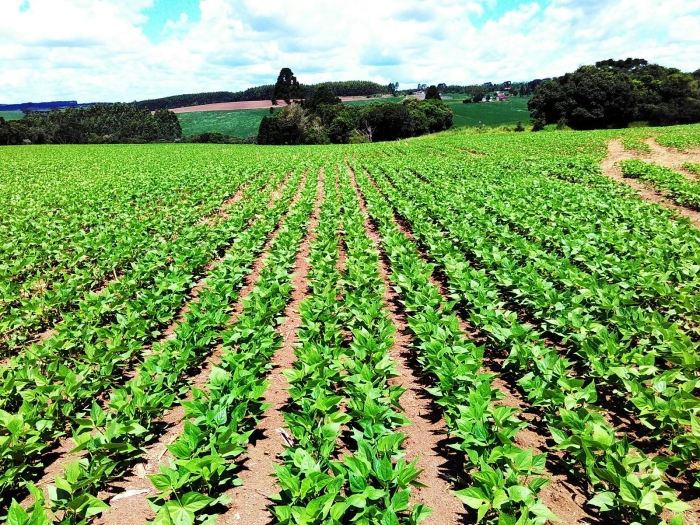 Imagem do dia - Lavoura de feijão safrinha em Reserva (PR), do produtor Odair Pillati