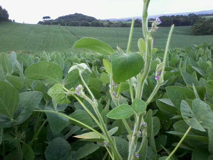 Imagem do dia - Lavoura de soja em Charrua (RS). Enviado pelo Técnico Agrícola Volmor Peretti Junior