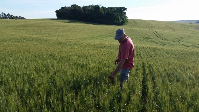Imagem do dia - Lavoura de trigo em Ipiranga do Sul (RS), do produtor Roberto Zem. Enviado pelo Técnico Agrícola Moisés Peretti