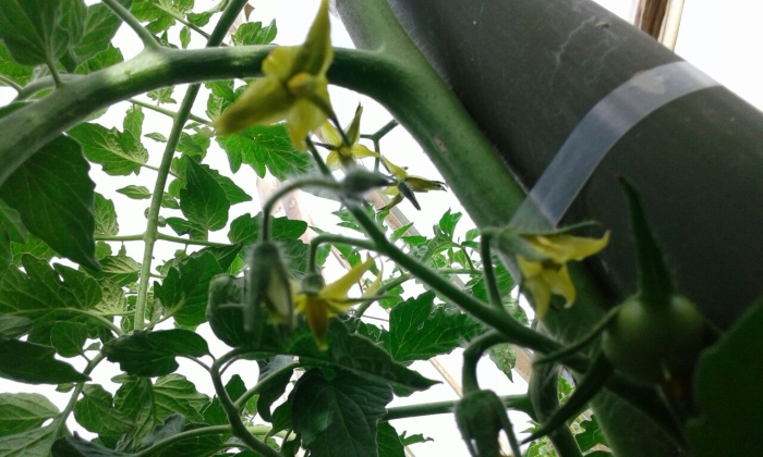 Imagem do dia - Lavoura de tomate em Áurea (RS), do produtor Vagner Przewara