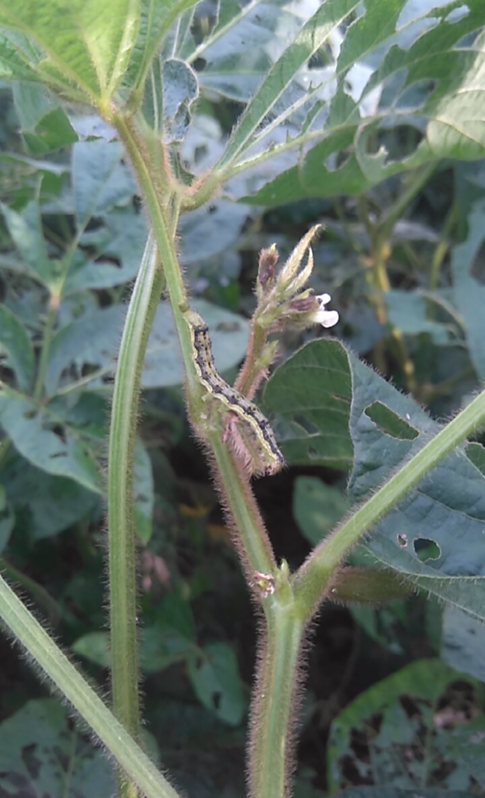 Imagem do dia  - Helicoverpa na lavoura de soja em Sorriso (MT)