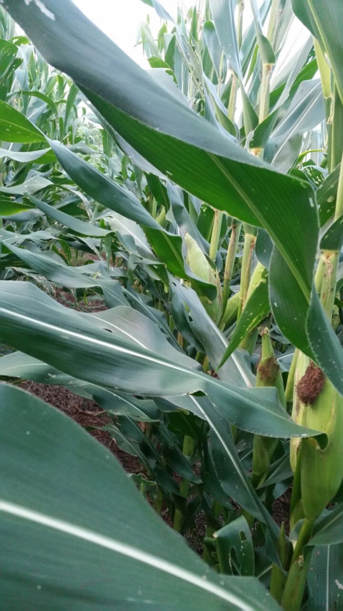 Imagem do dia - Lavoura de milho safrinha em Nova Tebas (PR), do produtor Vinicius Costa