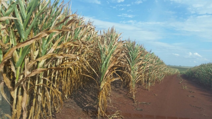 Imagem do dia - Lavoura de milho safrinha em Palotina (PR), há mais de 28 dias sem chuvas. Envio do Engenheiro Agrônomo Rodrigo Spessotto