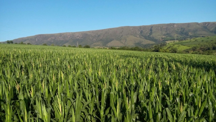 Imagem do dia - Lavoura de milho safrinha em Pimenta (MG), do produtor João Batista e filhos, na Fazenda Serra da Grama