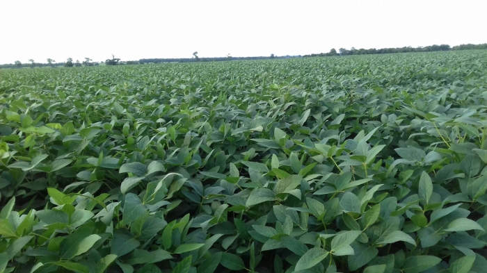 Imagem do dia - Lavoura de soja em Gurupi (TO)