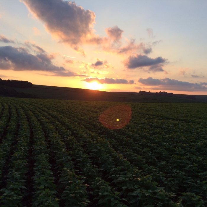 Imagem do dia - Plantio de feijão em Ampére (PR), do produtor Maycon Benedet. Enviado prlo Técnico Agrícola Cristiano Valim