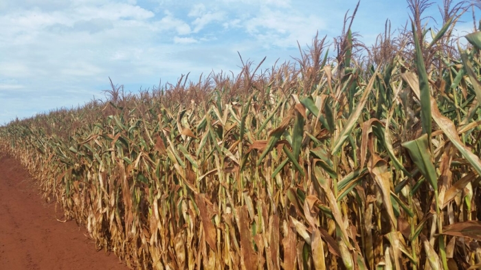 Imagem do dia  - Lavoura de milho safrinha em Palotina (PR), há mais de 28 dias sem chuvas. Envio do Engenheiro Agrônomo Rodrigo Spessotto