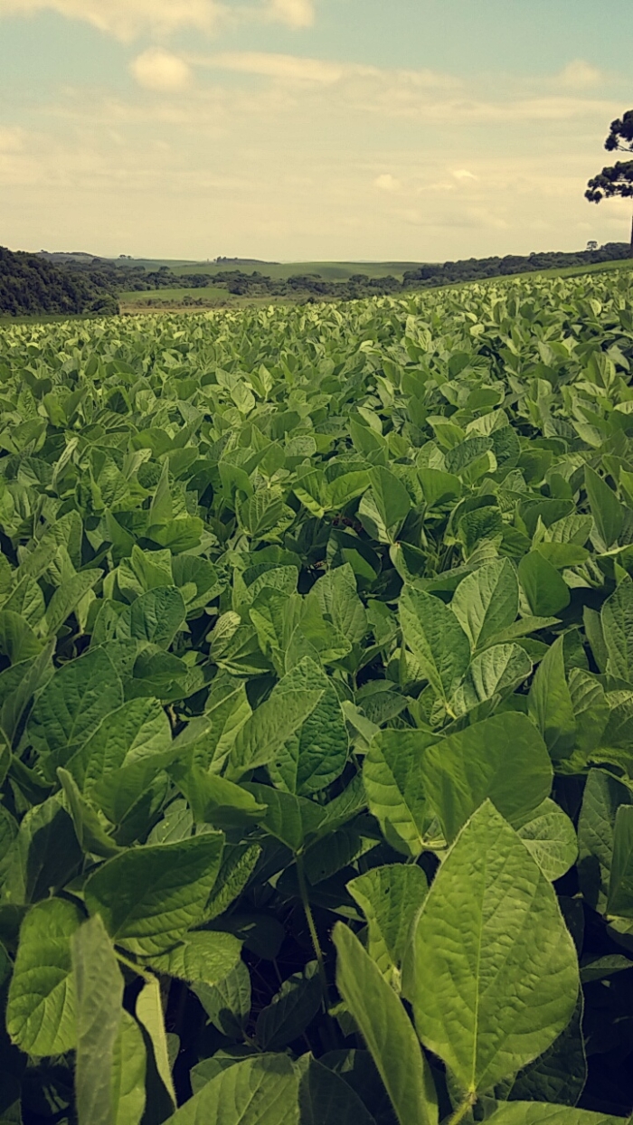 Imagem do dia - Lavoura de soja em Campos Novos (SC). Enviado por Rodrigo